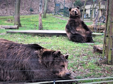 kam za zvířátky středočeský kraj|25 míst, kam za zvířátky ve Středních Čechách